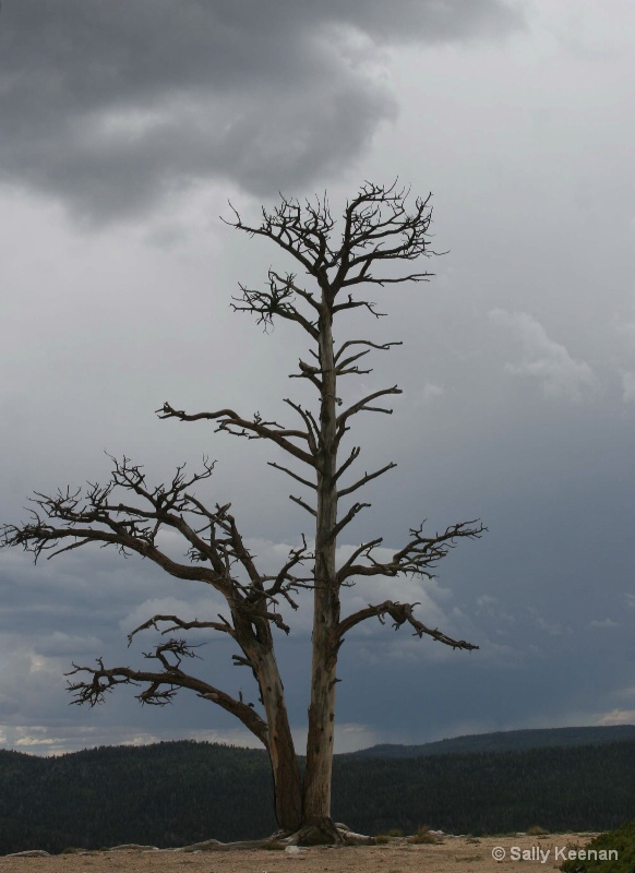 Lone Tree