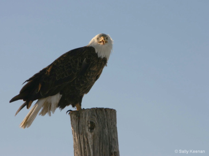 Bald Eagle