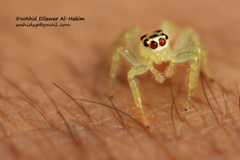 cute spider