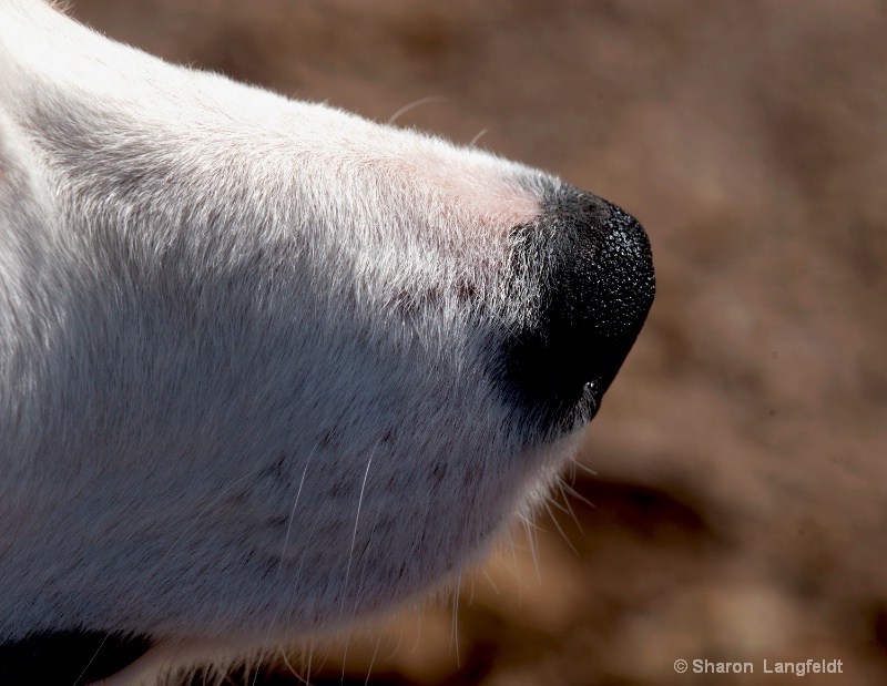 Izzy's Nose - ID: 12720229 © Sharon L. Langfeldt