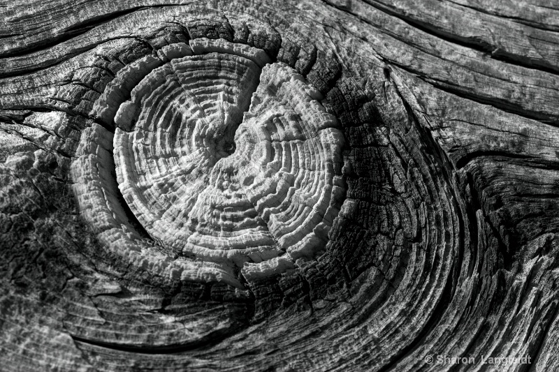 Knot in the Wood - ID: 12720230 © Sharon L. Langfeldt