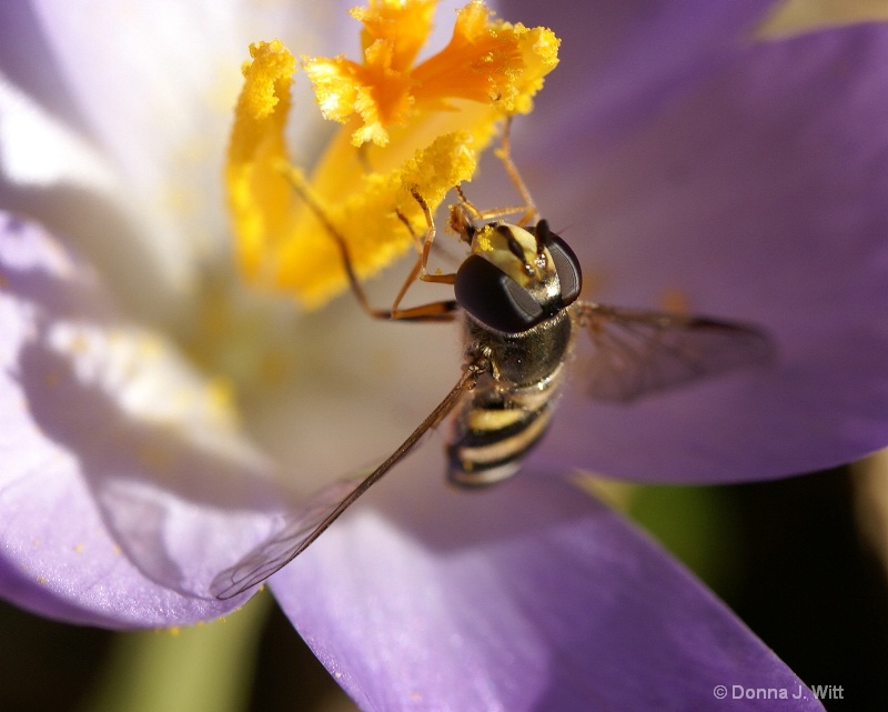 Bee Details