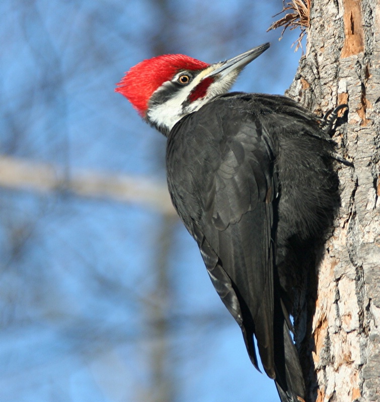 Pileated woodpecker (male)