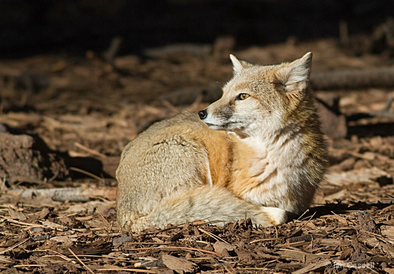 Grey Fox