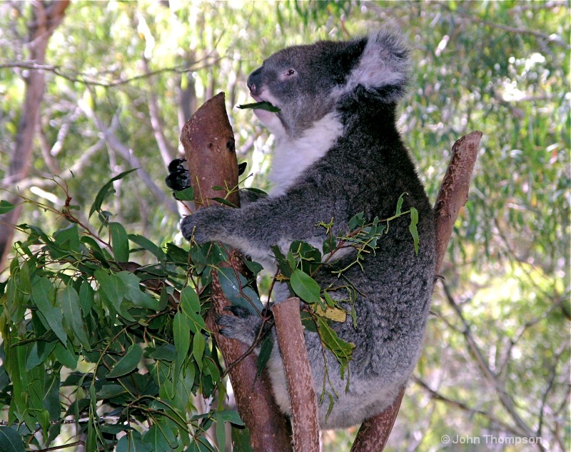 Australian Koala - prime tourist attraction