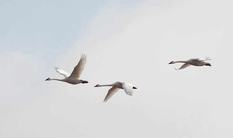 3 swans in flight