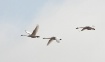 3 swans in flight