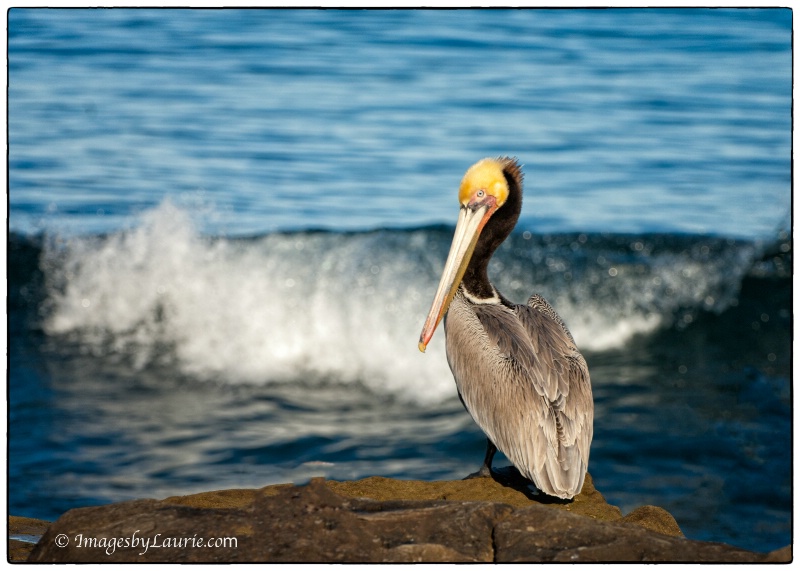 The Pelican and The Wave