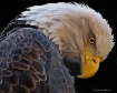 Strong