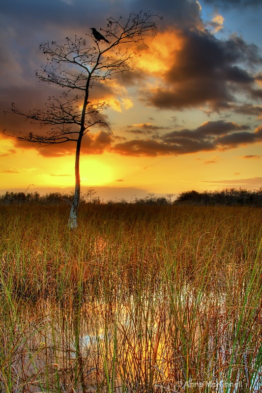 Dawn in the Everglades