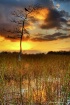 Dawn in the Everg...