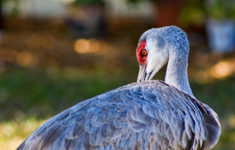 Sand Hill Crane