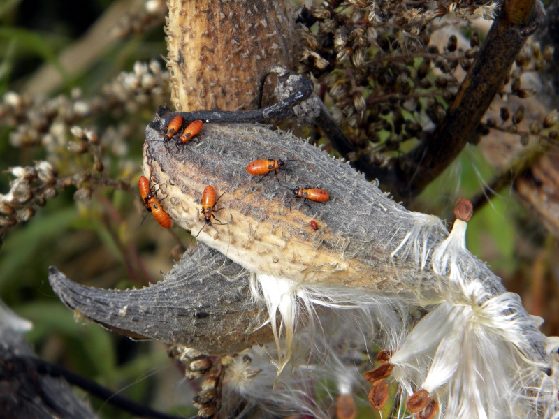 Ladybug Gathering