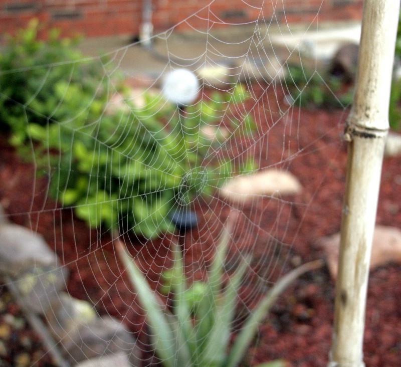 Morning dew from the fog on a spider web