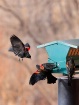 Red-winged Challe...