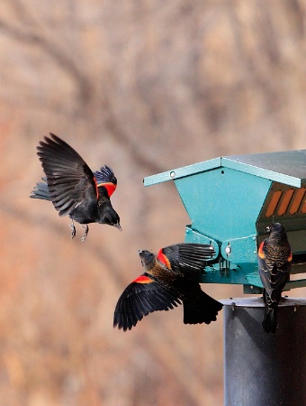 Red-winged Challenge