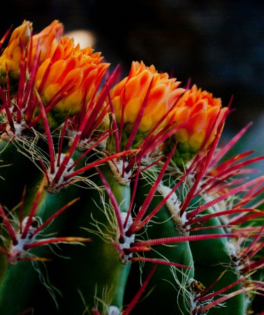 Cactus Flower