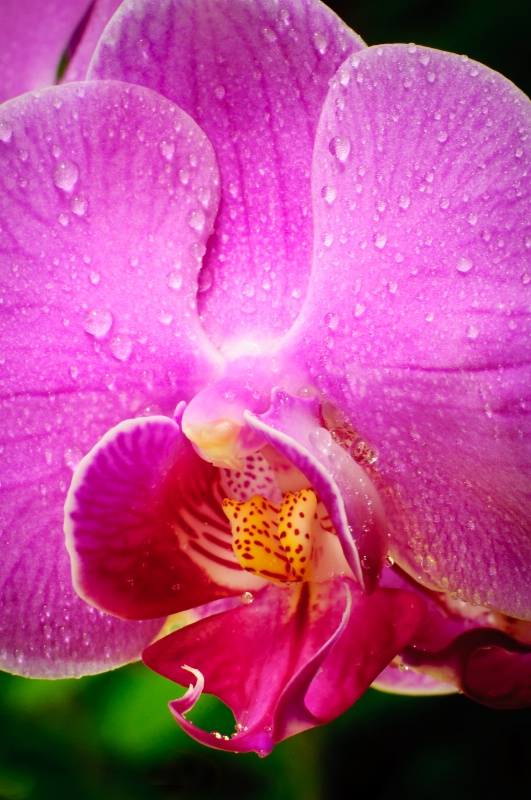 Dewy Orchid