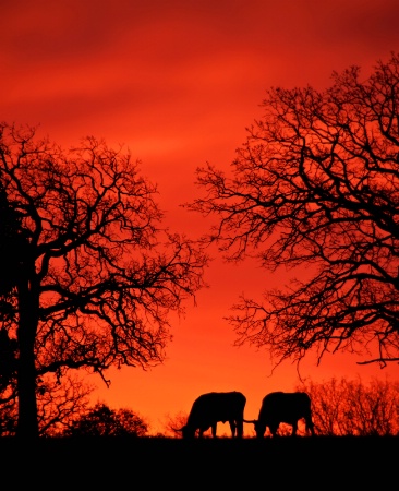 Dawn On The Ranch