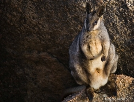 Black Flanked Rock Wallaby (Threatened)