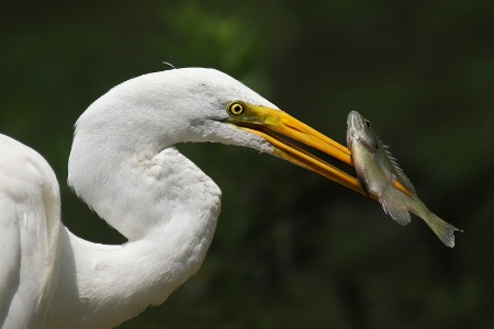 Egret with Fish