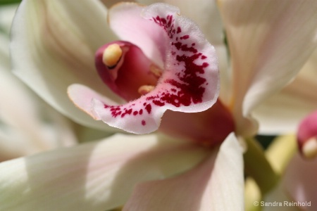 orchid