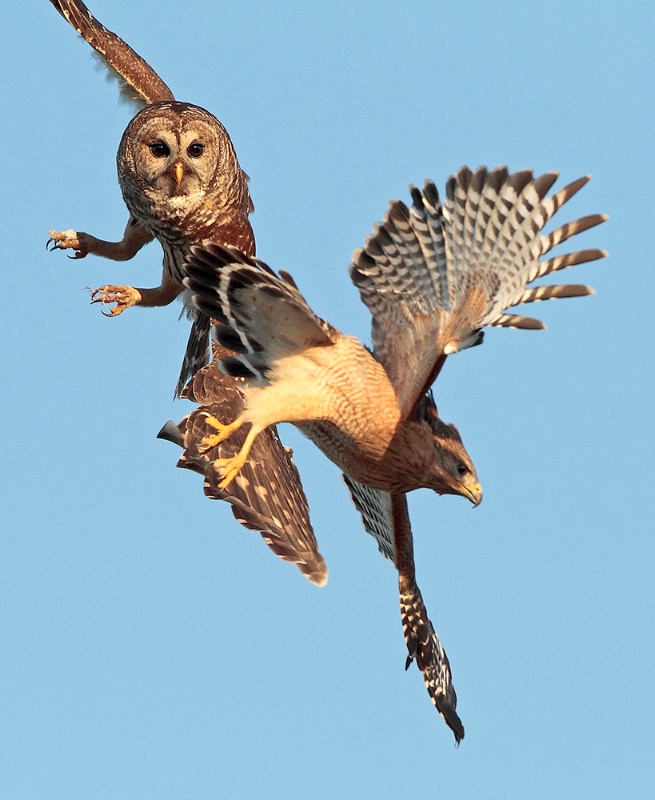 Owl and Hawk Fight