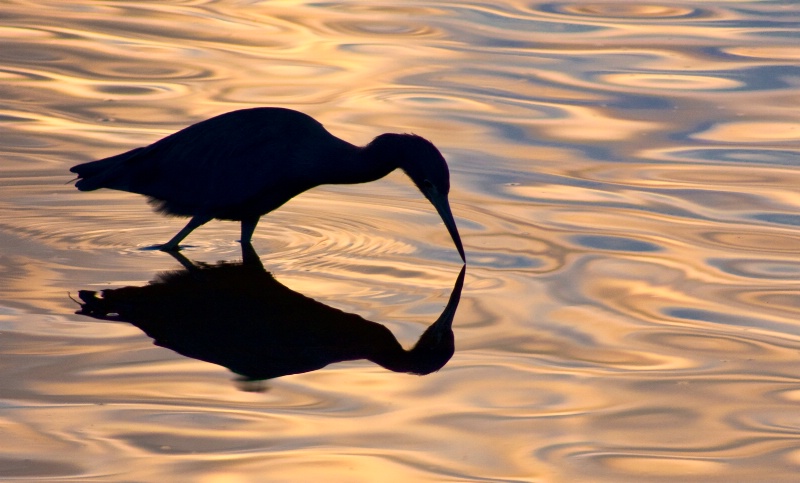 Silhouette of a Heron