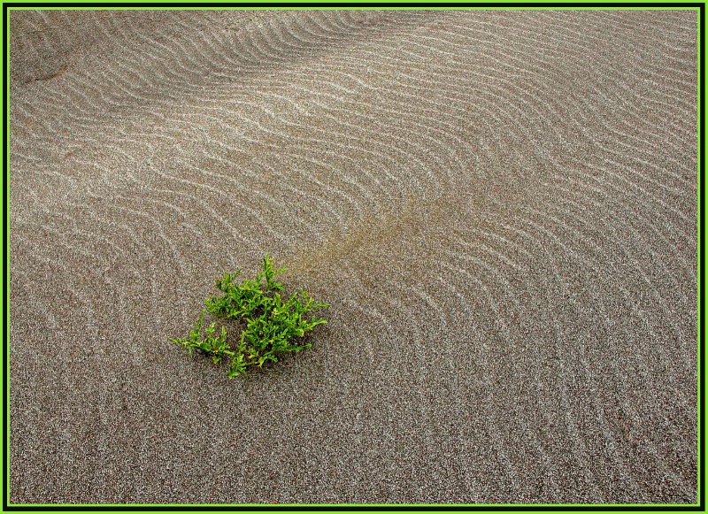 <b>+ Lines in the Sand +</b><p>