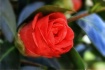 Camelia Bud