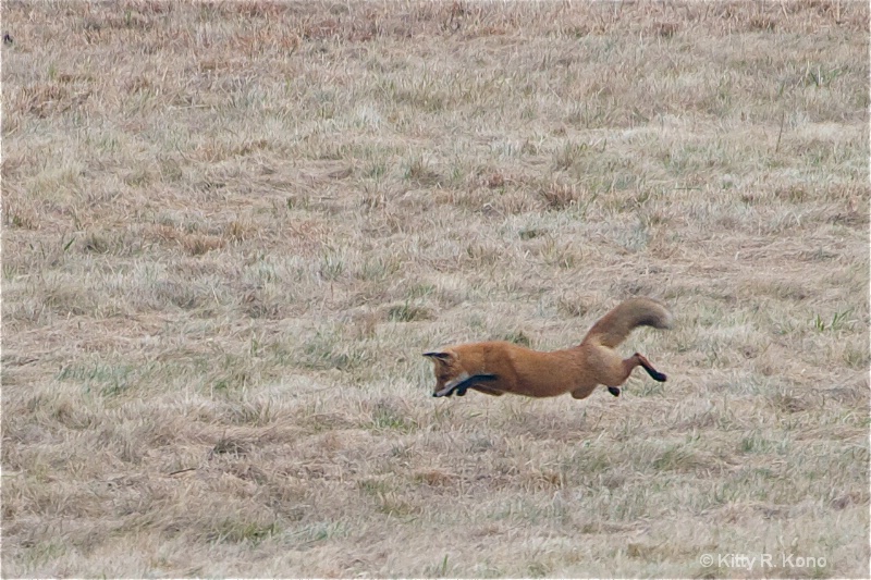 Leaping Fox on the Bare Fields of Valley Forge