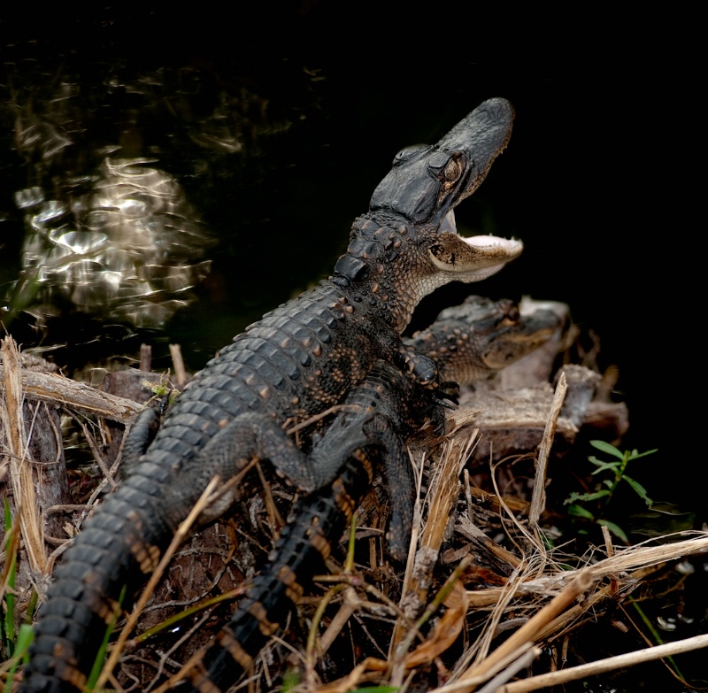 Baby Gators in the everglades