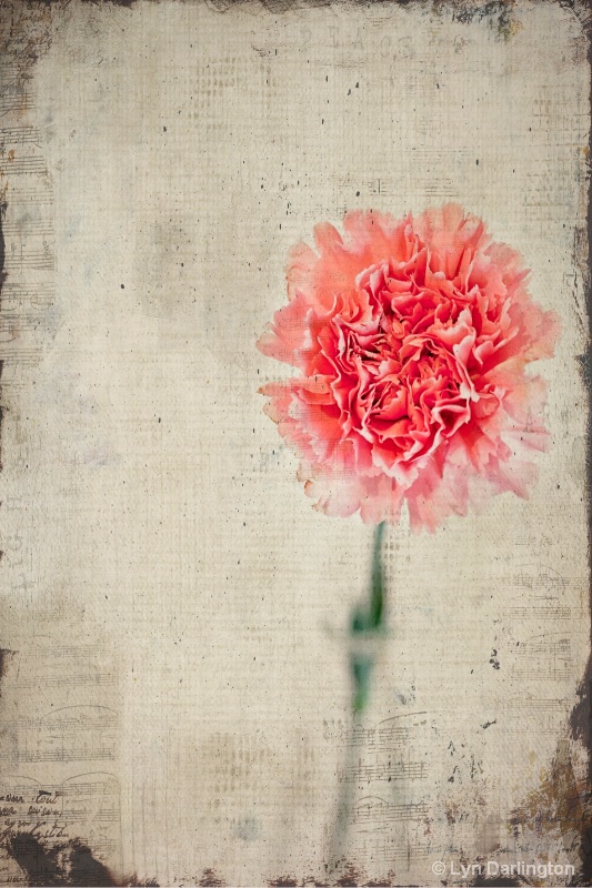 Lonely Carnation!