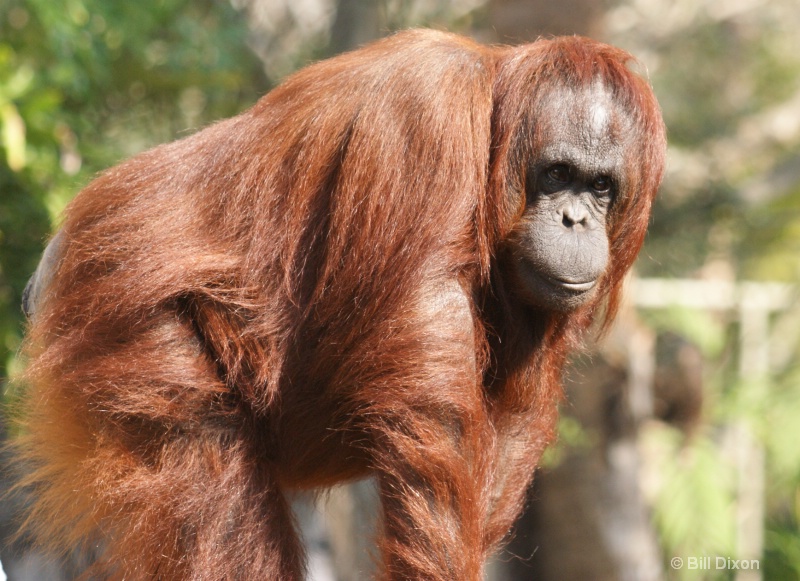Bornean Orangutan Looking Serious