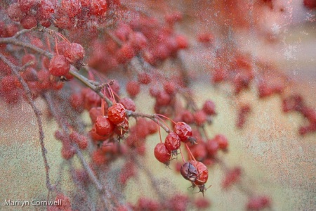 Winter Fruit