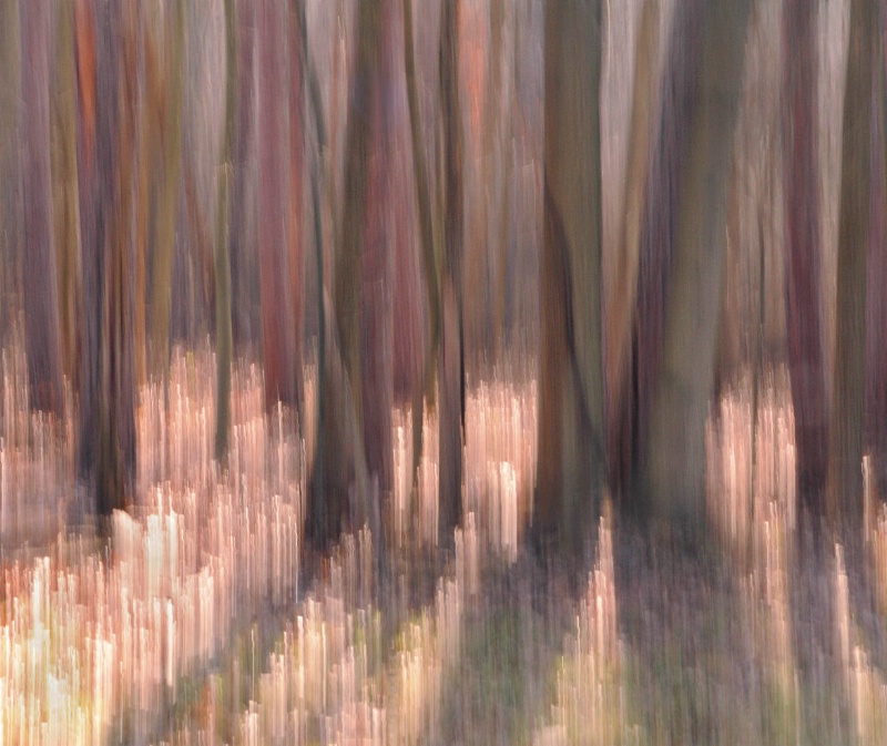 Winter Woods Abstract