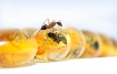 ant ends