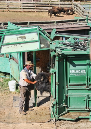 Bison Sorting