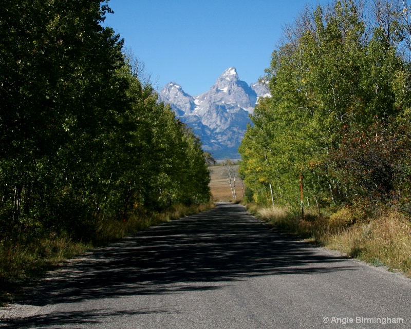 Aspen trees leading to the Grand Teton