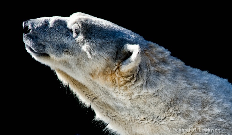 Sunbathing - ID: 12728201 © Deborah C. Lewinson