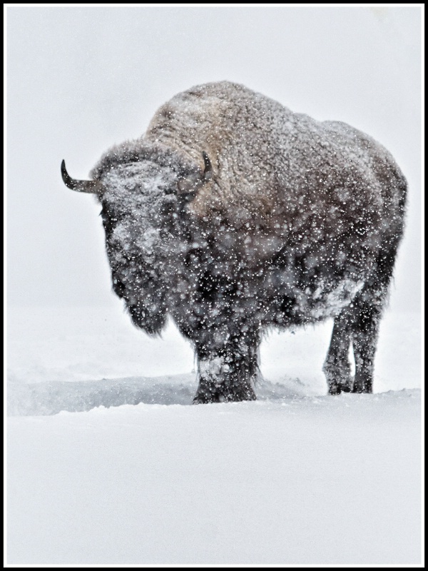 Bison in the blizzard