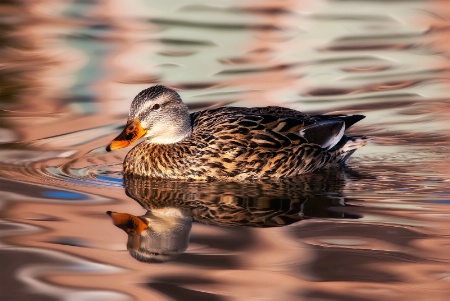 Silky Swimming