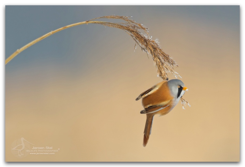 Bearded Reedling