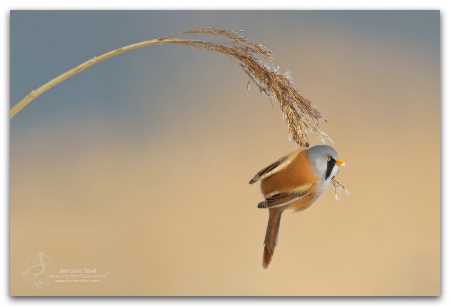 Bearded Reedling