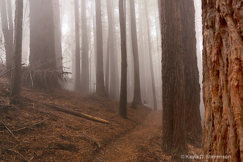 Maui Redwoods in the Mist