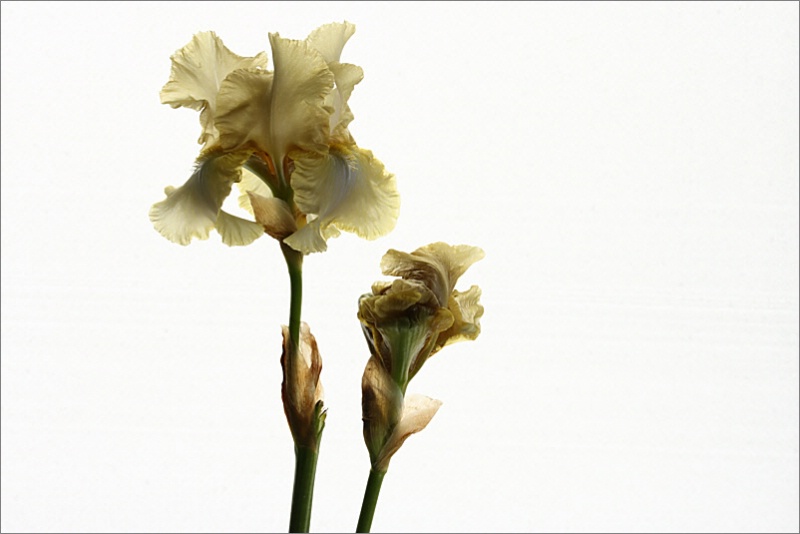 Light yellow iris