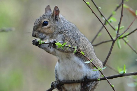 Cute little Squirrel