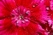Dazzling Dianthus