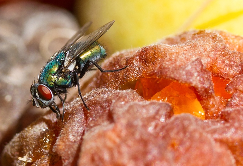 Fruit-Loving Fly