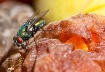 Fruit-Loving Fly